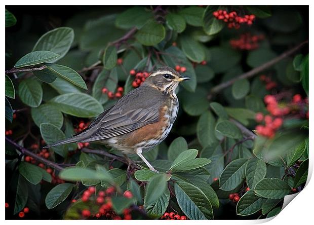 REDWING Print by Anthony R Dudley (LRPS)