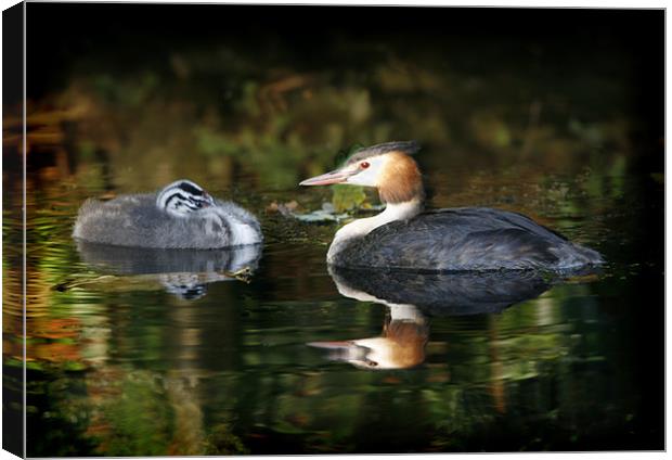 GREAT-CRESTED GREBE Canvas Print by Anthony R Dudley (LRPS)