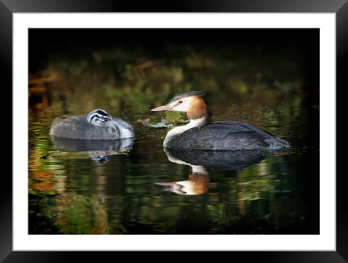 GREAT-CRESTED GREBE Framed Mounted Print by Anthony R Dudley (LRPS)