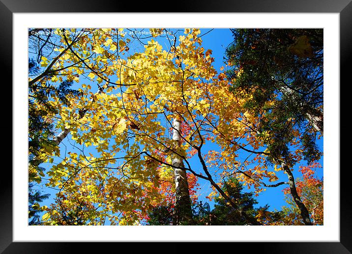 Autumn Trees 2 Framed Mounted Print by justin rafftree
