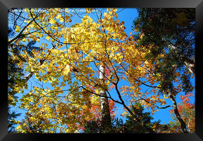 Autumn Trees 2 Framed Print by justin rafftree