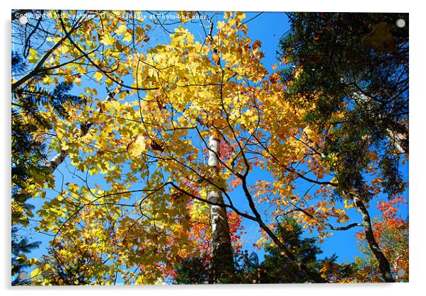 Autumn Trees 2 Acrylic by justin rafftree