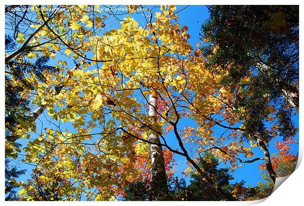Autumn Trees 2 Print by justin rafftree