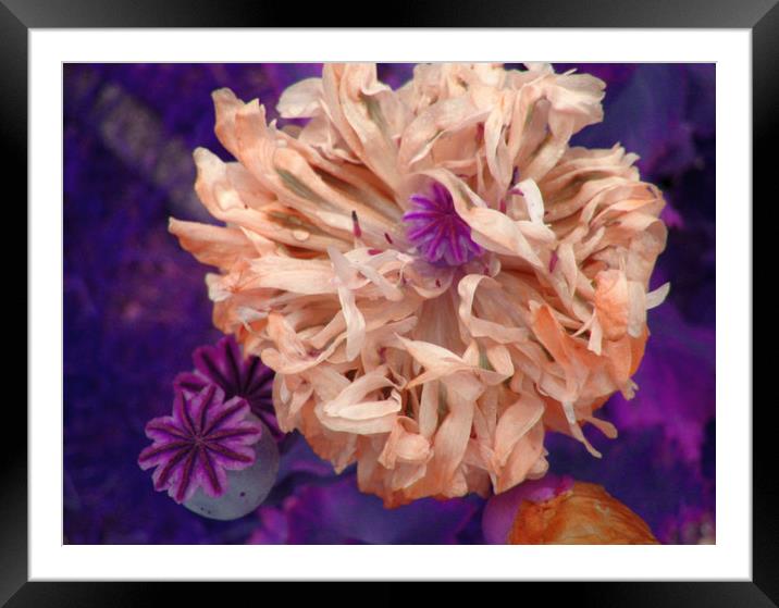 Peony in Pink. Framed Mounted Print by Heather Goodwin