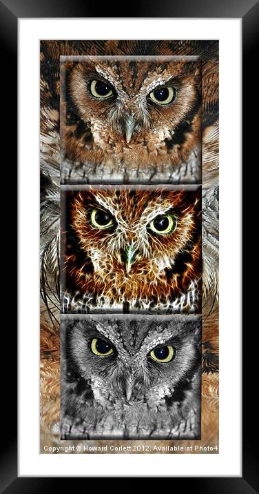 Screech owl triptych Framed Mounted Print by Howard Corlett