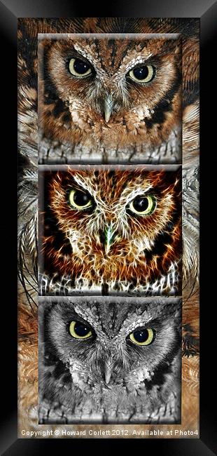 Screech owl triptych Framed Print by Howard Corlett