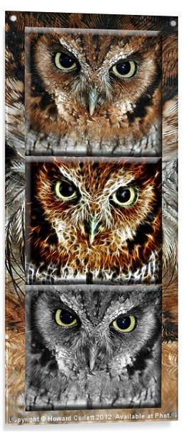 Screech owl triptych Acrylic by Howard Corlett