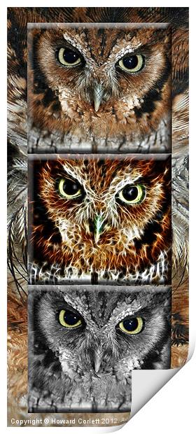 Screech owl triptych Print by Howard Corlett