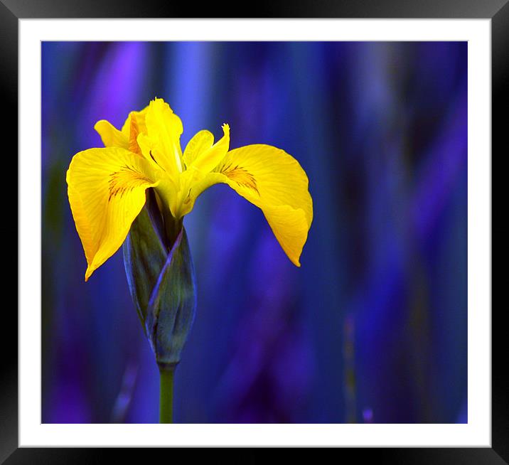 water lilly Framed Mounted Print by paul hargreaves