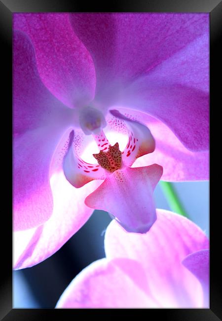 Orchid Framed Print by Candice Smith