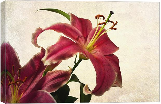 Pink Lilies Canvas Print by Jacqi Elmslie
