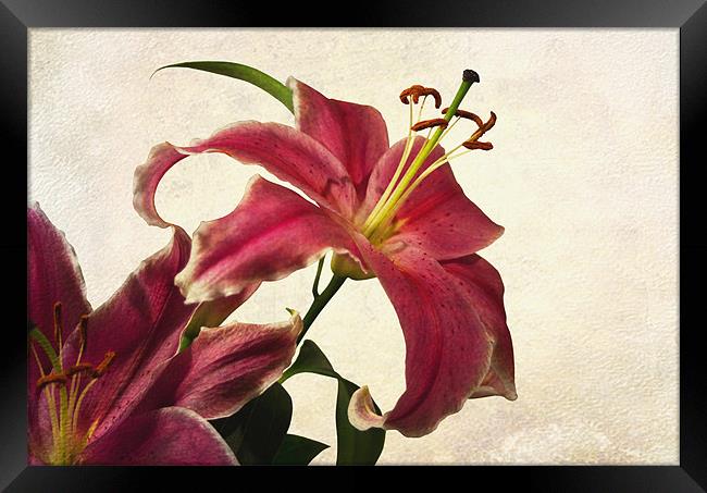 Pink Lilies Framed Print by Jacqi Elmslie