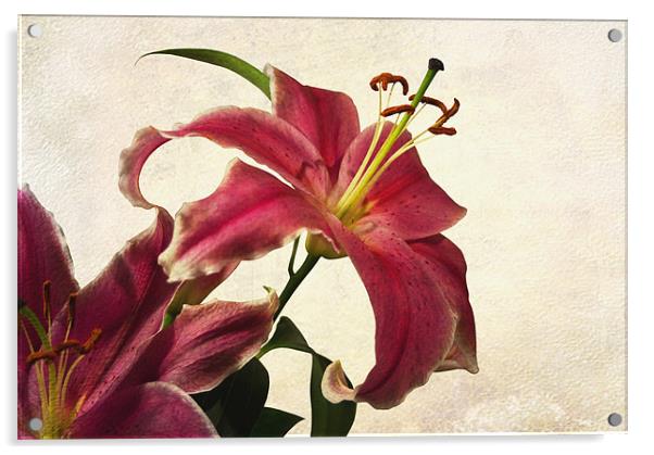 Pink Lilies Acrylic by Jacqi Elmslie