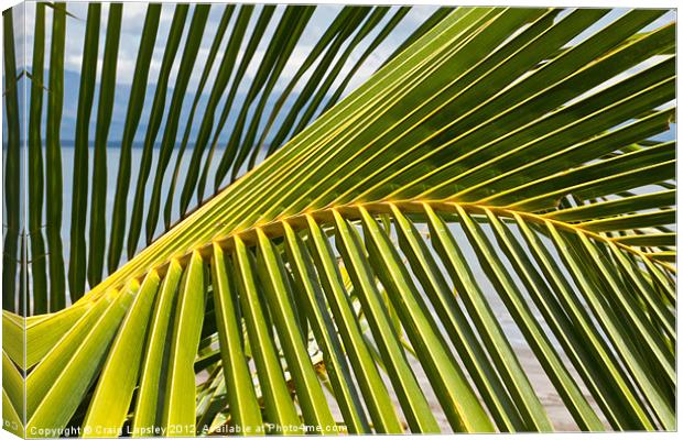 Palm frond at the beach Canvas Print by Craig Lapsley