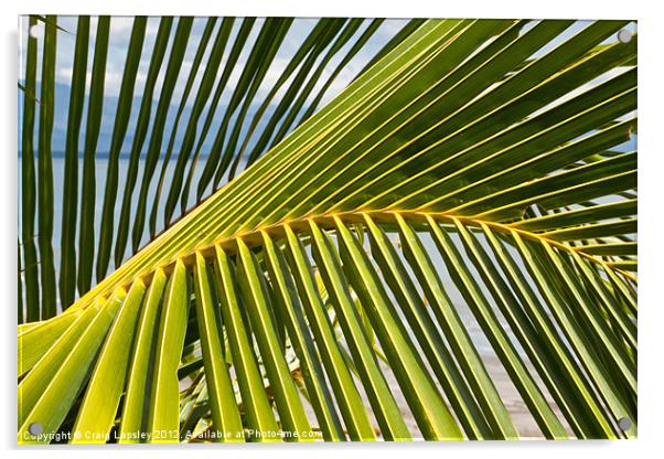 Palm frond at the beach Acrylic by Craig Lapsley