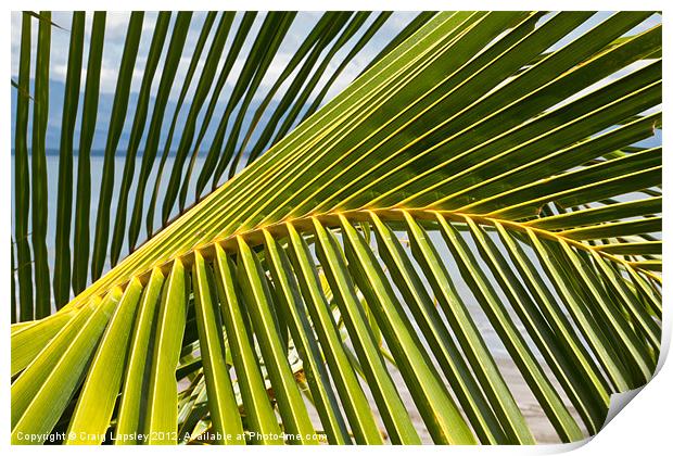 Palm frond at the beach Print by Craig Lapsley