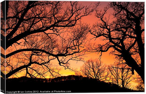 Tree Silhouettes Canvas Print by Ian Collins