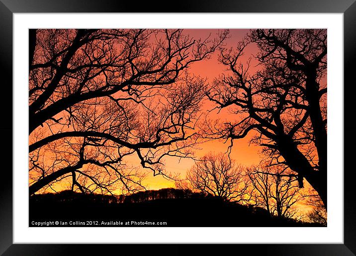 Tree Silhouettes Framed Mounted Print by Ian Collins