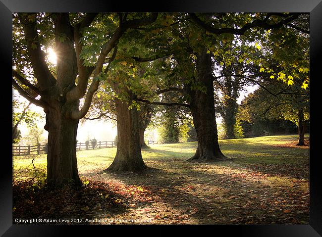 Autumn Trees Framed Print by Adam Levy