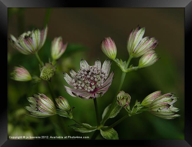 Great Masterwort Framed Print by Jo Beerens