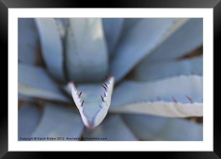 A Plant with teeth. Framed Mounted Print by David Blaber