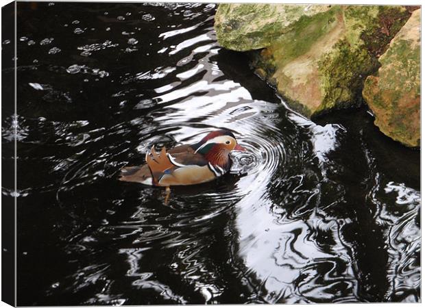 The Swimming Duck Canvas Print by Peter Raby