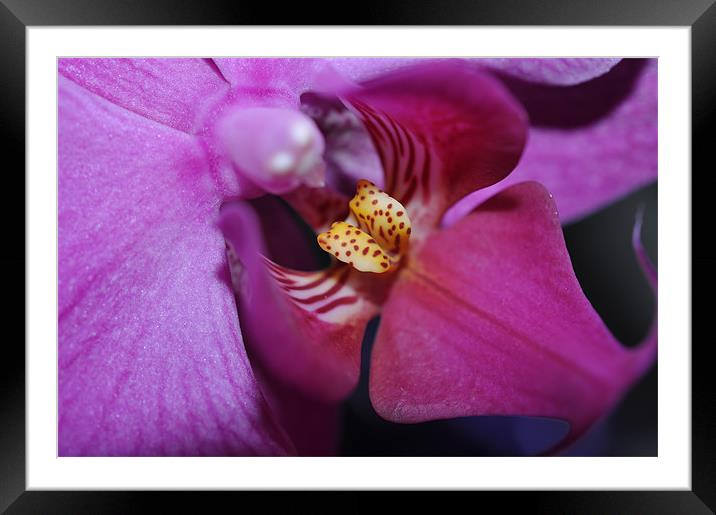 Orchid Phalaenosis Framed Mounted Print by Lucy Goodwin
