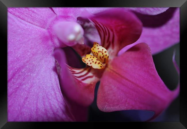 Orchid Phalaenosis Framed Print by Lucy Goodwin