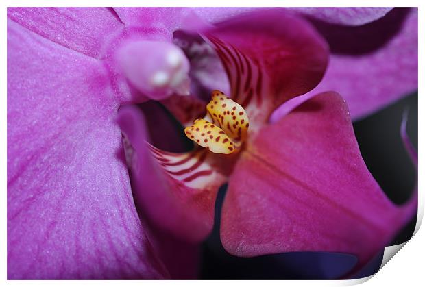 Orchid Phalaenosis Print by Lucy Goodwin