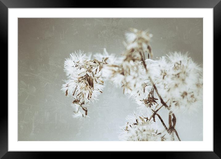 Winter Seeds Framed Mounted Print by Simon Wrigglesworth