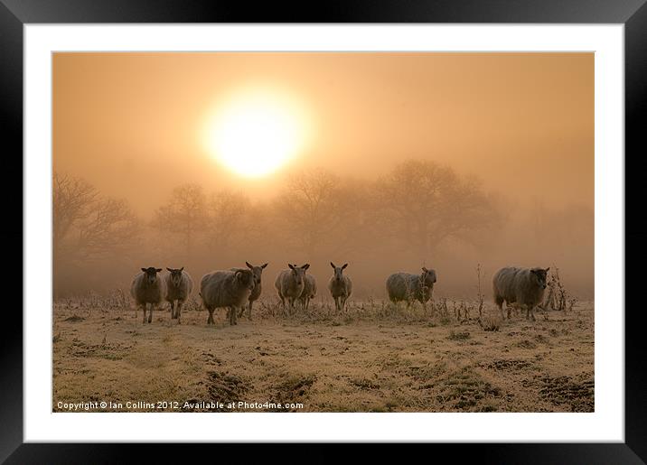 A Winter Morn. Framed Mounted Print by Ian Collins