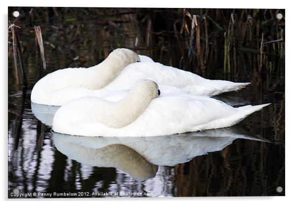 sleeping beauties Acrylic by Elouera Photography