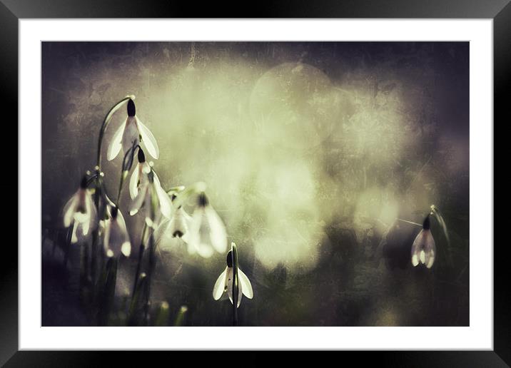 Snowdrops in sunshine Framed Mounted Print by Simon Wrigglesworth
