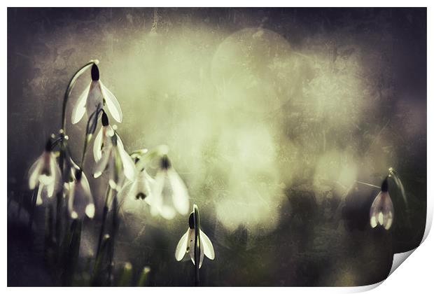 Snowdrops in sunshine Print by Simon Wrigglesworth