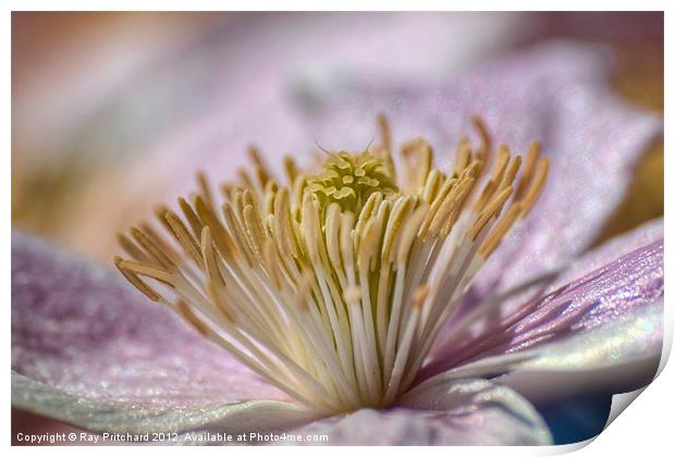 Clematis montana Print by Ray Pritchard