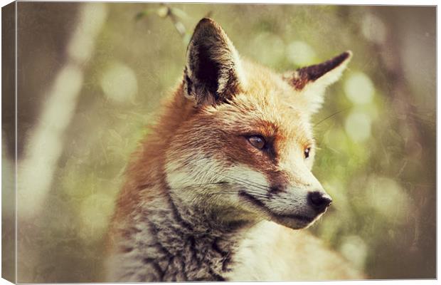 Foxy - Red Fox Canvas Print by Simon Wrigglesworth