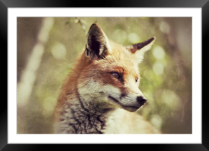 Foxy - Red Fox Framed Mounted Print by Simon Wrigglesworth