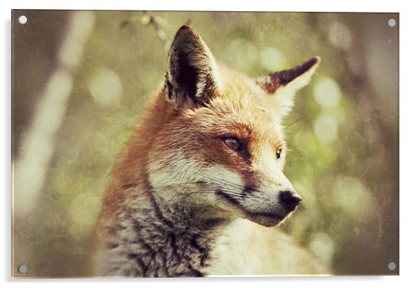 Foxy - Red Fox Acrylic by Simon Wrigglesworth