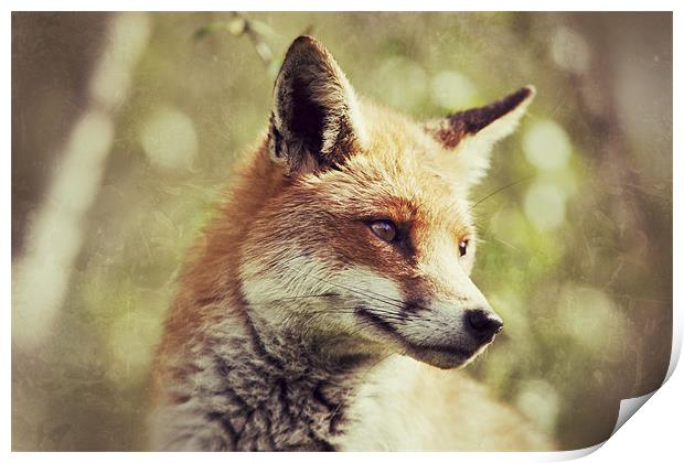 Foxy - Red Fox Print by Simon Wrigglesworth