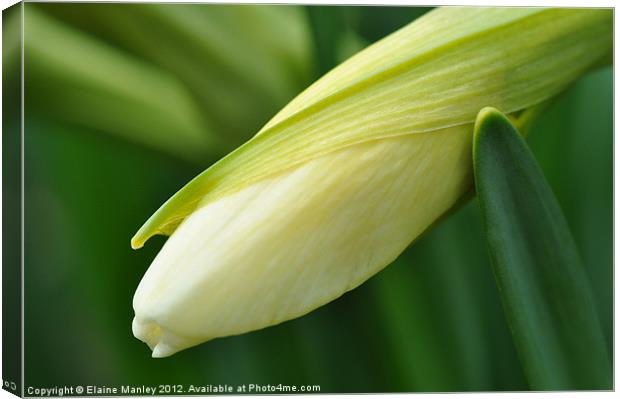 Unopened Daffodil in Spring   flower Canvas Print by Elaine Manley