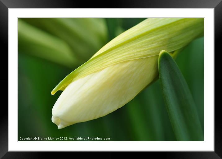 Unopened Daffodil in Spring   flower Framed Mounted Print by Elaine Manley