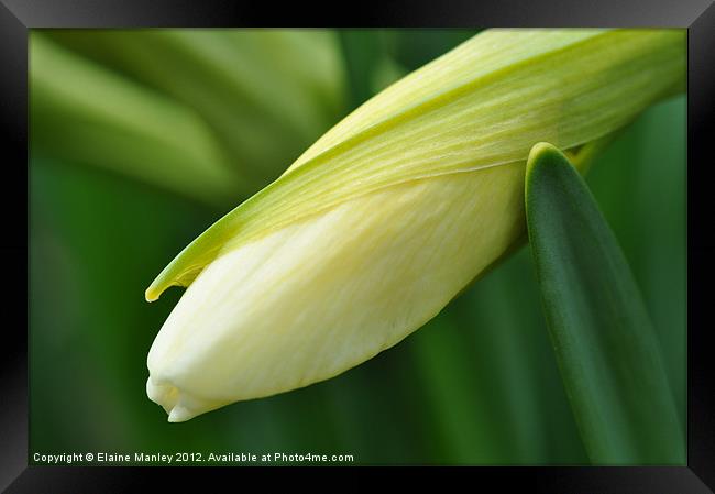 Unopened Daffodil in Spring   flower Framed Print by Elaine Manley