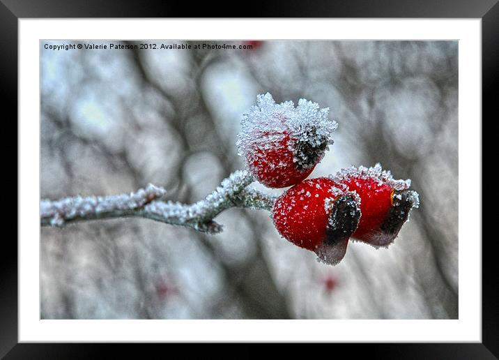 Snow Capped Rose Hip Framed Mounted Print by Valerie Paterson
