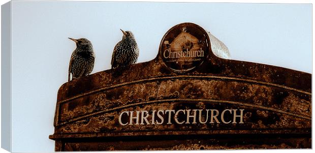 Starlings At Christchurch Canvas Print by Louise Godwin
