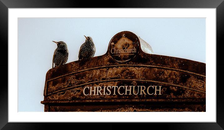 Starlings At Christchurch Framed Mounted Print by Louise Godwin