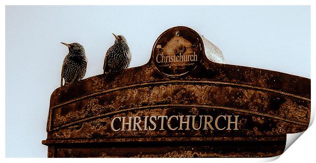 Starlings At Christchurch Print by Louise Godwin