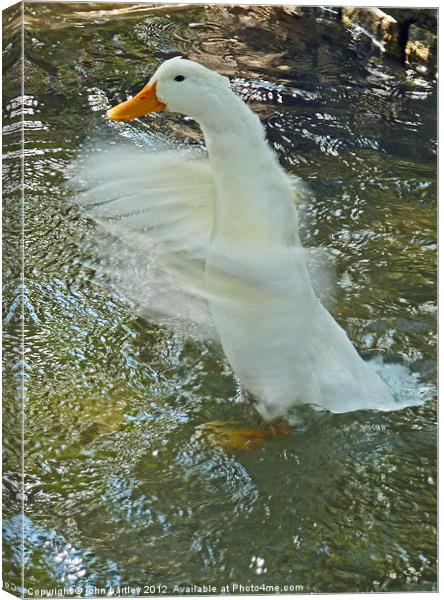 It's water off a Duck's back! Canvas Print by john hartley