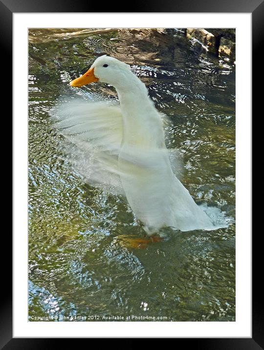 It's water off a Duck's back! Framed Mounted Print by john hartley