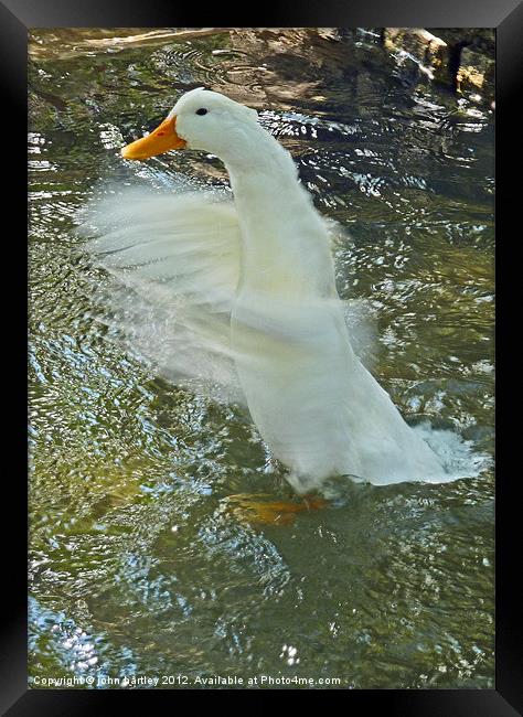 It's water off a Duck's back! Framed Print by john hartley