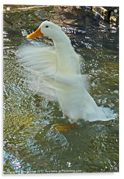 It's water off a Duck's back! Acrylic by john hartley